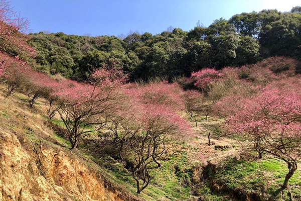 梅花谷